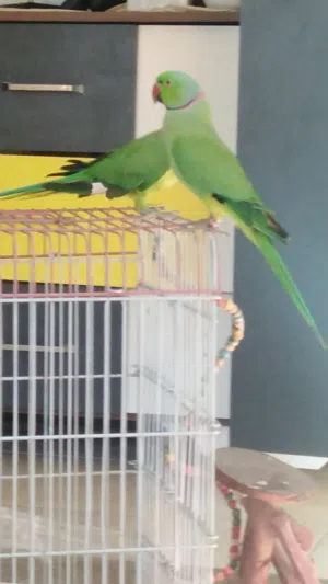 بغبغأ دره ذكر وانثه