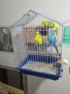 Birds2