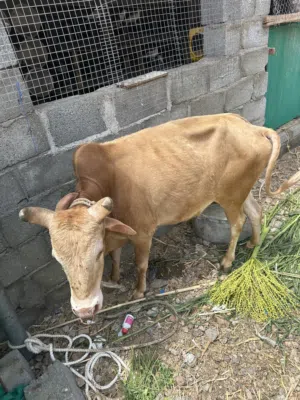 لبيع ثور عماني
