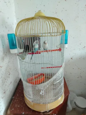 متاح جوز حب شغالات ميه بالميه مع قفص