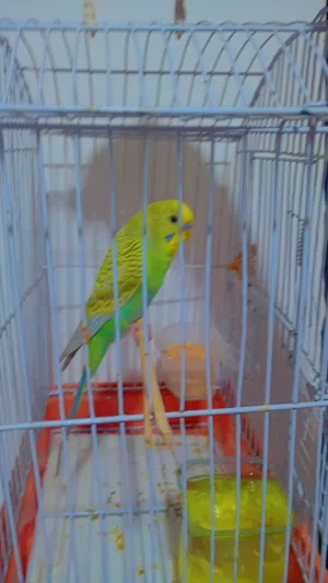 طير حب للبيع