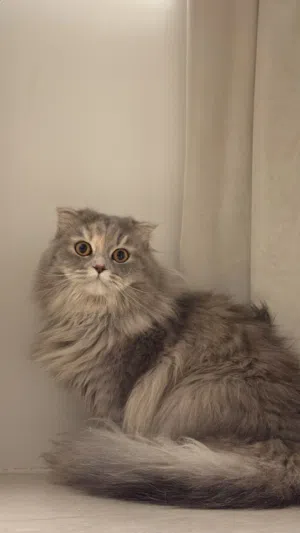قطه سكوتش فولد لونج هير