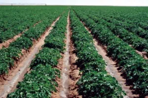 Residential Land for Sale in Jordan Valley Dead Sea