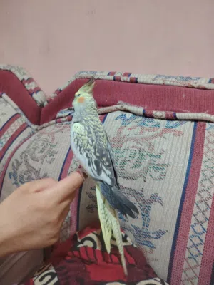 كوكتيل انثى جاهزة أليفة.. مراوس بذكر أليف