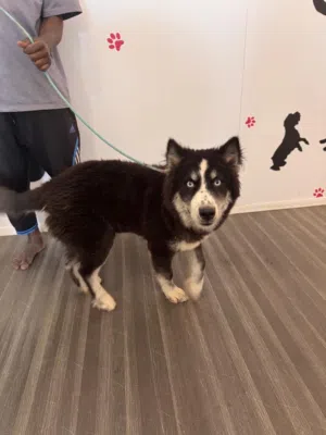 Husky puppy