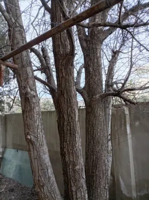 شجرة نجاص عمرها 35 سنة للبيع