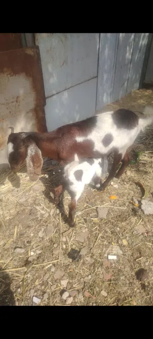 صخله هيه وبتهه نثيه