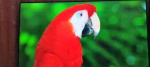 شاشه سكاي وورث 65 سمارت