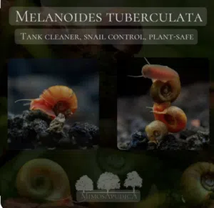 حلزون Ramshorn  للبيع فقط وسعر خاص للكميات يوجد عده الوان