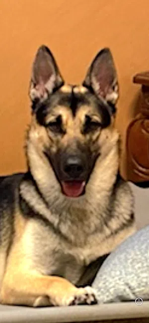 كلب جيرمن شيبر مطعم بالكامل وبدفتر