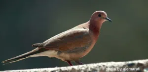 مطلوب حمام بري