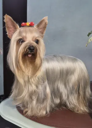 Yorkshire terrier for sale