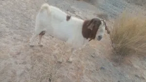 للبيع برقوت