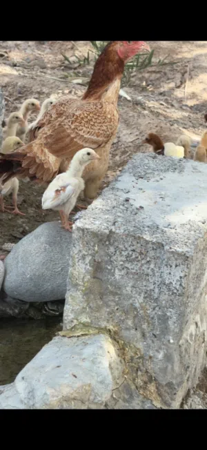 دجاج باكستاني