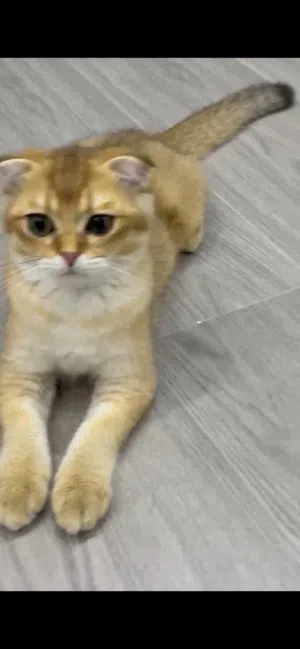 Scottish fold kitten cat neutered spayed vaccinated fully adopted looking for a new family