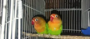 كوبيا فيشر