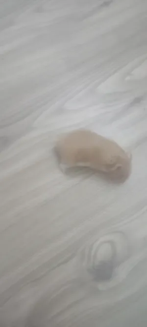 ‏هامستر‏3