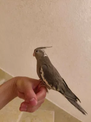 بسم الله ما شاء الله  للبيع حبة كوكتيل وايت فيس ألية جدا جدا