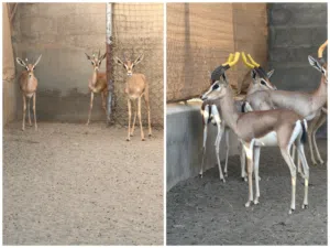 غزلان للبيع مع التصريح