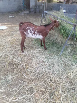 فحل من الماعز الصلالي