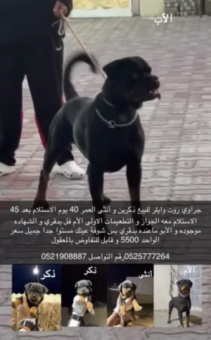 جراوي روت وايلر العمر 40 يوم