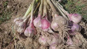 ثوم الدار عماني ممتاز. ولاية ينقل الوقبه ... خالي من المواد كيماوي...