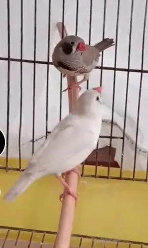 ‏ببغاء‏1