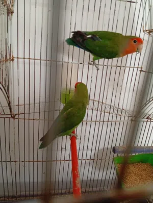 كوبيه ربي يبارك