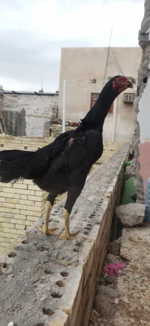 دجاجه هنديه الماني