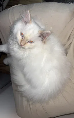 قط ذكر شيرازي