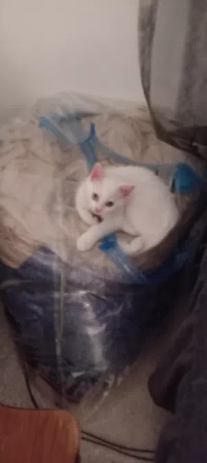 قطط kitten