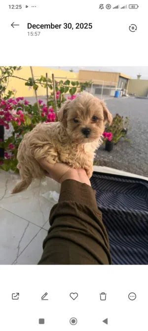 Maltipoo male puppy