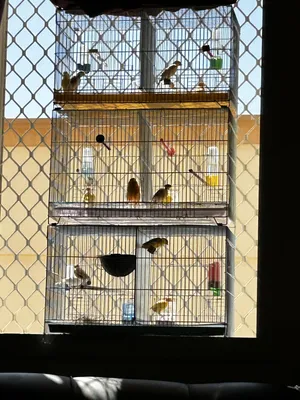 ‏طيور‏2