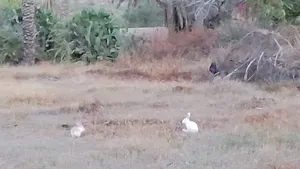 Rabbits0