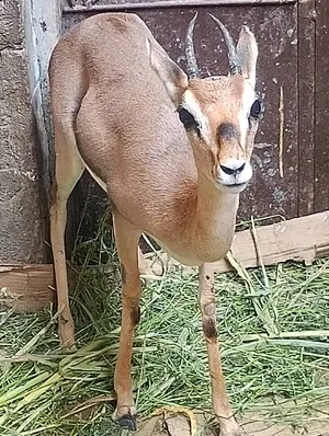 Deer2