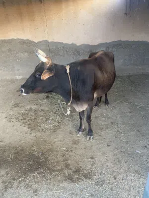 بقرة تهجين جيرسي عاقر