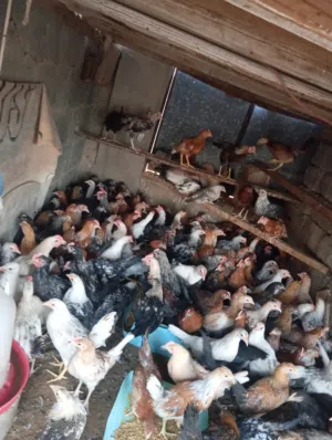 دجاج عماني البيع