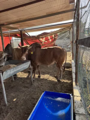 Eid male cow اضحي ثيران