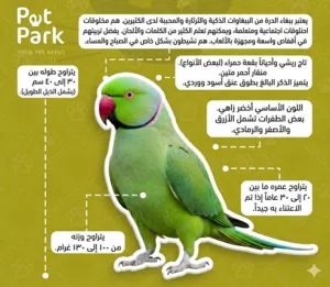 مطلوب زوج دره