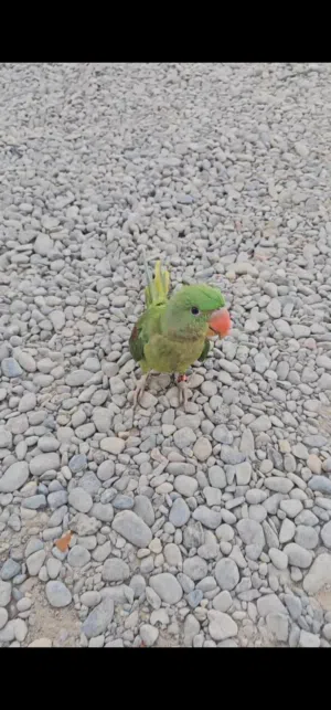 للبيع فرخ نيبالي
