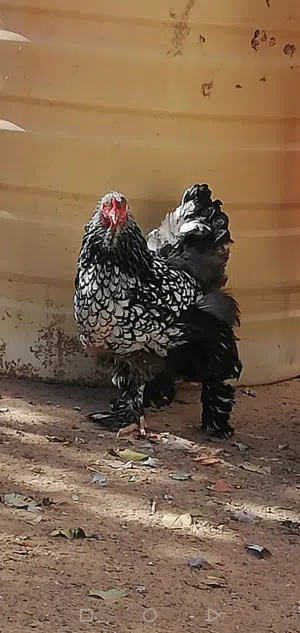 دجاج براهما