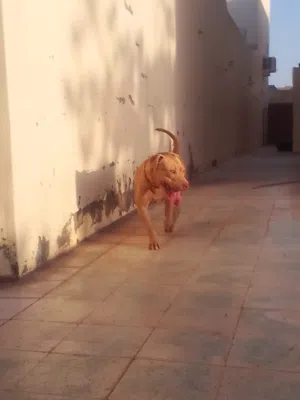 بيتبول  رد نوز