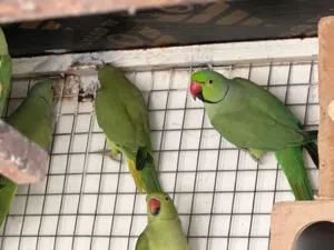 مجموعه طيور للبيع ازواج دره وفيشر زوج الانثى الاصفر على اخضر تنتج الوان اصفر مع اخضر والذكر اخضر