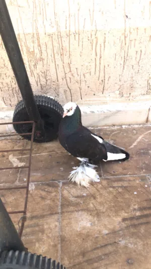مطلوب انتئ قلاب نفس مواصفات الدكر لي في الصوره