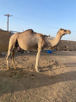 للبيع ناقه حايل طيبه