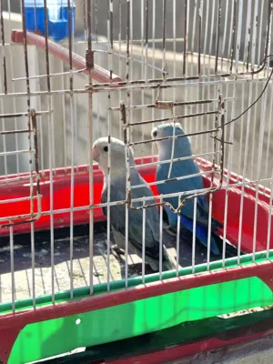 كوبيا بركاديلو للبيع