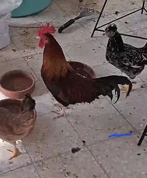 Chickens3