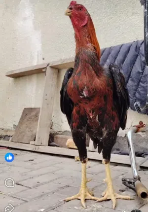 بيض هراتي من حلال طيب
