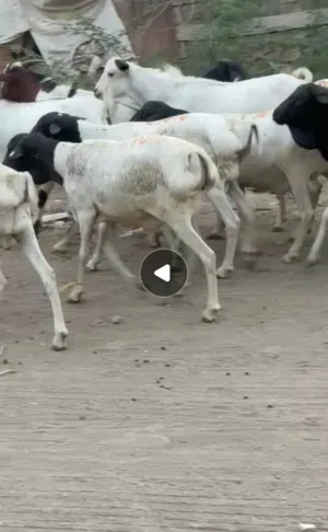 أغنام صوماليات للبيع بصحه جيده وسعر مناسب