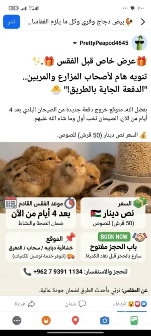 صيصان اقرأ وصف